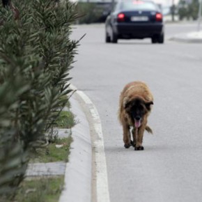 Ciudadanos propone crear un registro de maltratadores de animales y velar por los animales abandonados Ciudadanos propone crear un registro de maltratadores de animales y velar por los animales abandonados