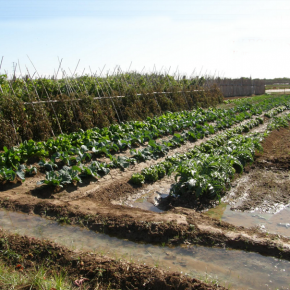 Ciudadanos Zaragoza pide una mayor apuesta por la huerta tradicional zaragozana