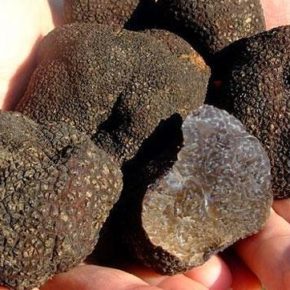 Cs propone un plan de ayudas para el cultivo de trufa negra en la provincia de Zaragoza Cs propone un plan de ayudas para el cultivo de trufa negra en la provincia de Zaragoza