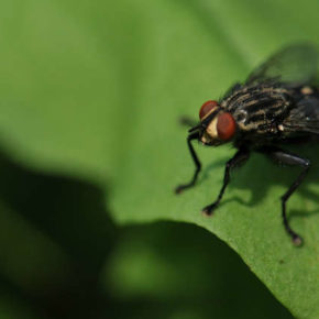 Cs solicita un plan nacional de control de la mosca negra Cs solicita un plan nacional de control de la mosca negra