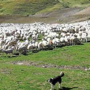 Ciudadanos pide “medidas concretas y eficaces” para salvaguardar y proteger la ganadería extensiva de Huesca ante la presencia del lobo Ciudadanos pide “medidas concretas y eficaces” para salvaguardar y proteger la ganadería extensiva de Huesca ante la presencia del lobo