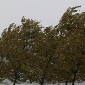 Ciudadanos solicita un estudio sobre el estado del arbolado de Utebo “para estar prevenidos ante posibles tormentas y rachas de viento” Ciudadanos solicita un estudio sobre el estado del arbolado de Utebo “para estar prevenidos ante posibles tormentas y rachas de viento”