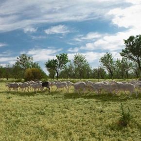 Cs Ejea llama a defender la ganadería extensiva de ovino, caprino y vacuno con medidas medioambientales y ayudas