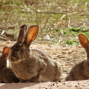 Cs Épila propone el pago de munición o de redes para evitar que se convierta en negocio la caza para frenar la plaga de conejos
