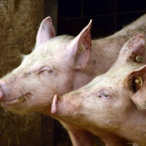 El Ayuntamiento de Malanquilla defiende el proyecto de una granja de porcino que generará una inversión de 7 millones de euros y 15 puestos de trabajo El Ayuntamiento de Malanquilla defiende el proyecto de una granja de porcino que generará una inversión de 7 millones de euros y 15 puestos de trabajo