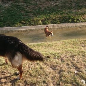 Ciudadanos plantea un horario para la suelta de perros por zonas de Huesca